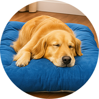 Pet Beds