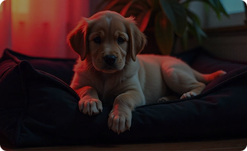 Pet Bed