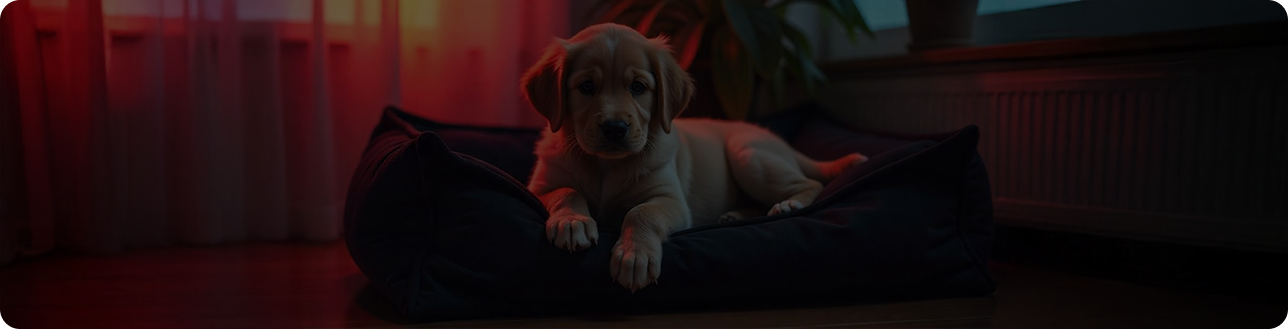 Pet Bed