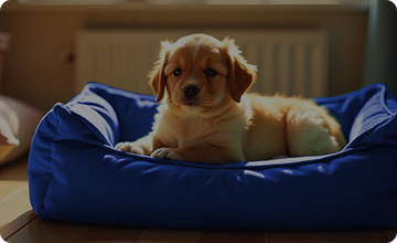 Dog Beds